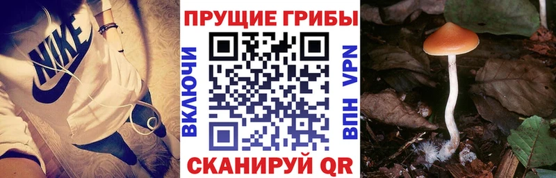 купить наркотик  Йошкар-Ола  Галлюциногенные грибы мицелий 